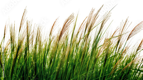 Fotografi Isolated vibrant green grass stalks with golden brown seed plumes swaying in a s