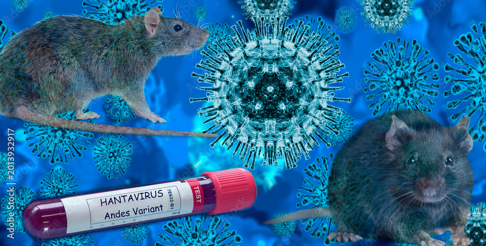 Naklejka premium HANTAVIRUS Andes variant. Blood test with Hantavirus and mice