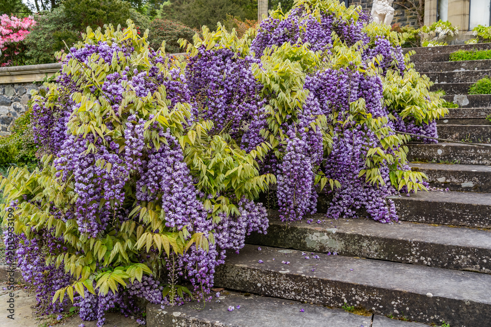 Obraz premium A beautiful spring garden in full bloom