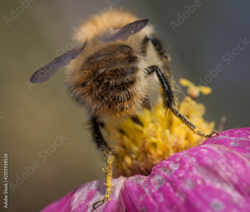 Bee on Flower