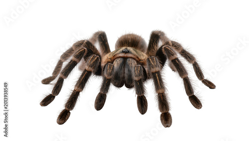 Foto Isolated tarantula, a furry brown arachnid, tropical spider with long hairy legs