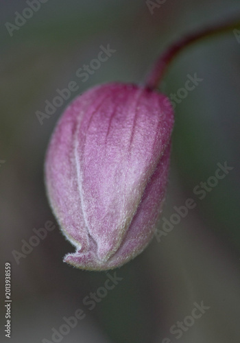 Flower Bud