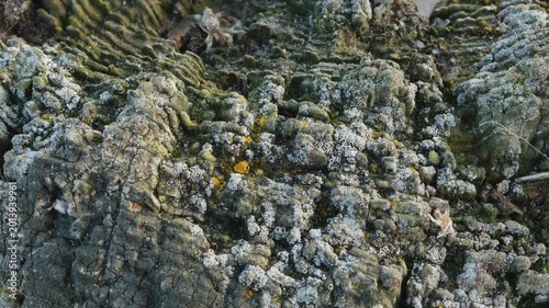 Barnacle arthropod closed and attached to the side of harbour wall close up stock footage