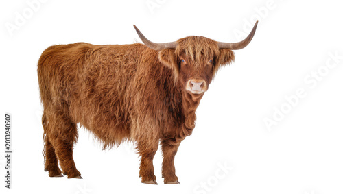 Bild auf Leinwand Isolated shaggy brown Highland cattle with long horns standing and looking at the camera