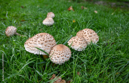Parasol mushrooms growing in a meadow. Wild parasol mushrooms on green grass.