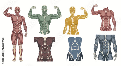 Foto Anatomical Muscle Diagrams: Muscular System, Bodybuilders, Fitness, Health