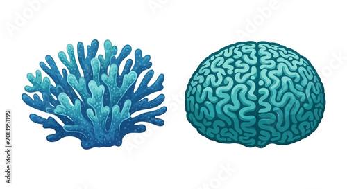 Valokuva Coral Reef and Human Brain Comparison: Nature's Intricacy vs