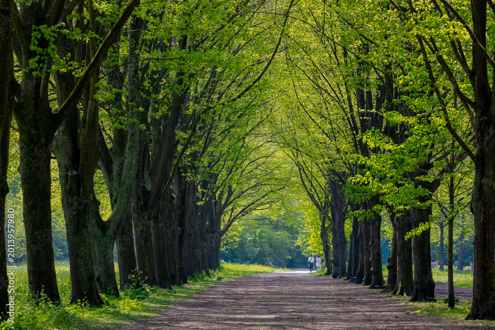 Fototapeta premium Spring landscape, Nature gravel pathway through the wood, Lush young green leaves on the tree, Rows of big trees tunnel along the walkways, Amsterdamse Bos (Forest) Amsterdam, Amstelveen, Netherlands.