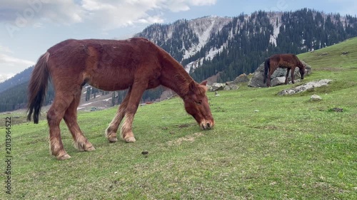 Brown Horse Grazing on Mountain Meadow Natural Landscape