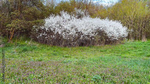 Bilde på lerret tufa de ciresi salbatice inflorite