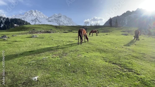 Brown Horse Grazing on Mountain Meadow Natural Landscape