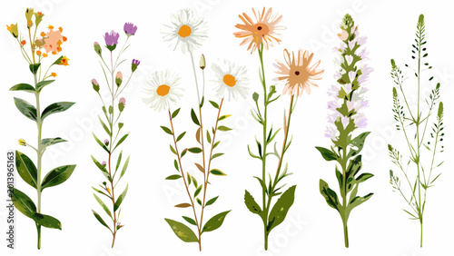 watercolor floral illustration of various wildflowers and foliage on a white background high quality professional detailed modern elegant