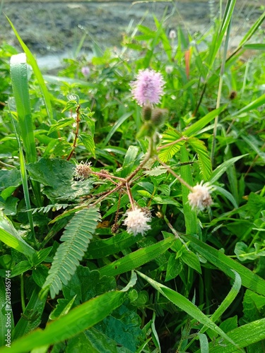 Konstfotografi Mimosa pudica flower blooming in green grass, sensitive plant with pink fluffy b