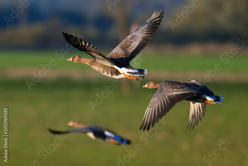 Foto Blässgänse und Saatgänse im Flug Herbst 
 über eine Wiese