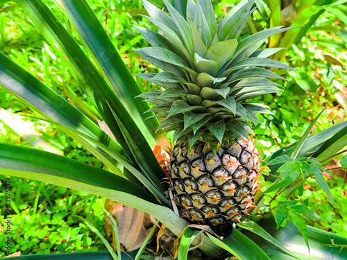 Close-up of a fresh young pineapple growing on its plant in a lush tropical garden with vibrant green leaves and natural sunlight.