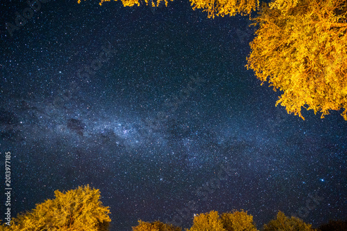 View of the Milky Way galaxy and countless stars in a clear night sky framed by golden illuminated trees in South Africa.