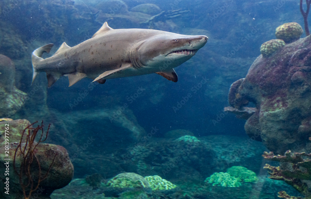 Fototapeta premium shark in aquarium