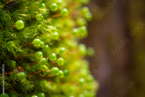 Bild auf Leinwand Green Moss Sporophytes with Round Capsules Growing in Vertical Column