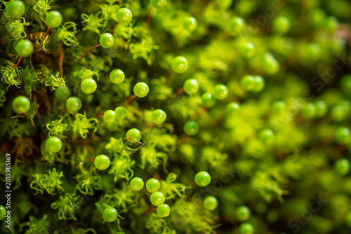 Bild auf Leinwand Overhead Close-Up of Round Moss Sporophyte Capsules with Bokeh
