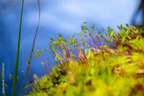 Bild auf Leinwand Moss with Oval Green Capsules Against Blue Water Background Macro