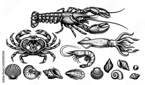 Quadro su tela Vintage sketch style sea animals vector set with lobster crab squid shrimp and s