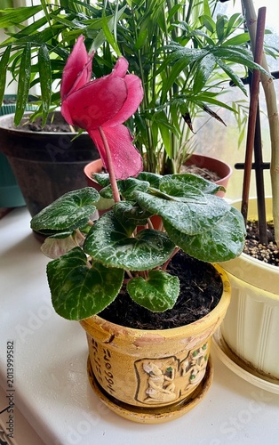 pink flower in pot