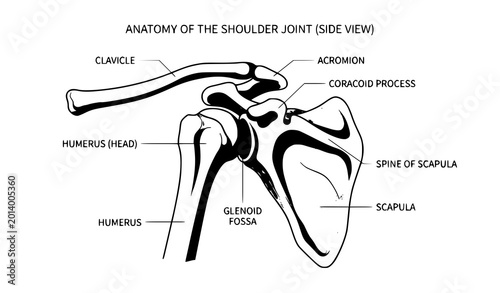 Obraz na płótnie Medical shoulder anatomy vector diagram with detailed skeletal bone structure il