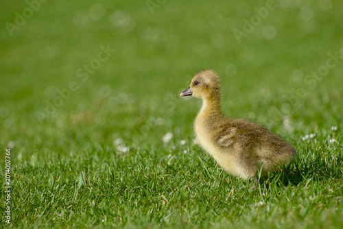 Billede på lærred Greylag goose gosling standing on grass side view