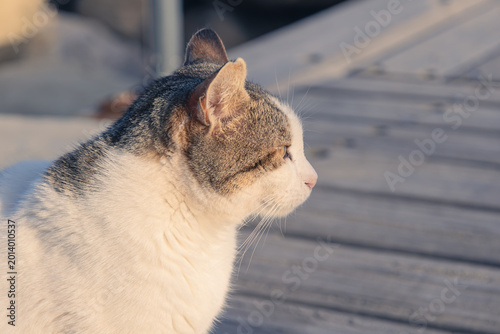 Stray Cat on a Wooden Pier in Limassol Cyprus