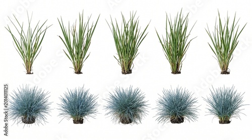 green plants small potted plants long thin leaves blue foliage plants grass like plants potted grasses tropical plants ornamental grasses low maintenance plants garden plants