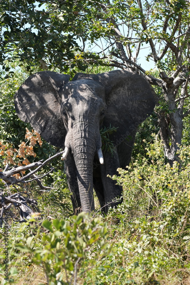 Fototapeta premium African Elephant Front View Portrait in Chobe National Park, Botswana, Feeding with Spread Ears and Dappled Tree Shadows in Vertical Composition on Self-Drive Safari