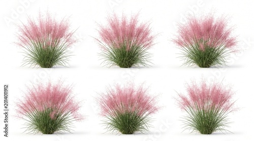 grass green fluffy plants outdoor garden landscape nature decorative flowering foliage tufts blades ornamental perennial groundcover blossoms sprigs sprinkles blossoming tufted