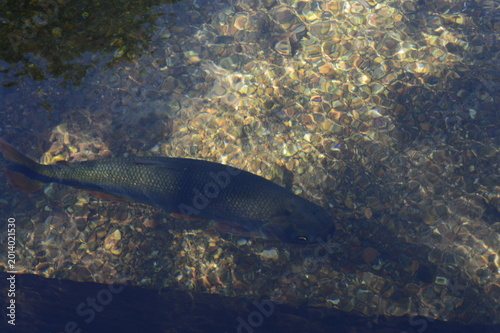 Peixe na água cristalina de Bonito no MS
