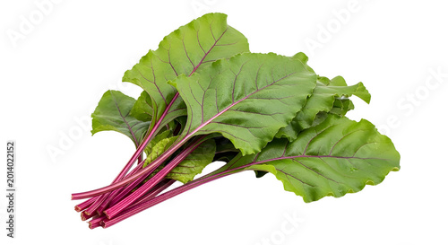 Fresh beet greens with vibrant purple stems, organic beetroot leaves isolated on white, raw healthy chard foliage for culinary cooking and nutrition