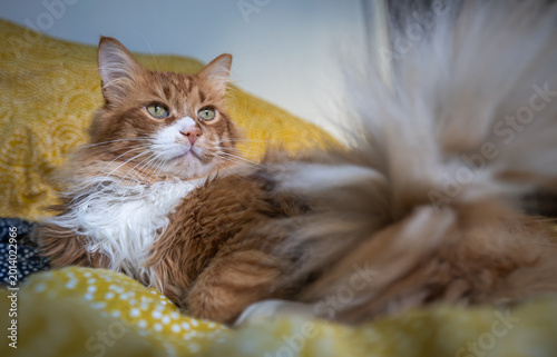 Εκτύπωση καμβά cat portrait with bushy tail