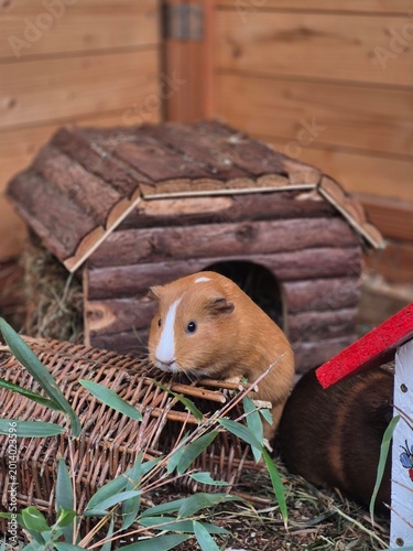 guinea pig in a basket