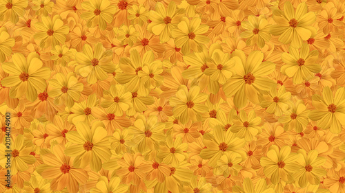 yellow and orange sulfur cosmos flowers background.