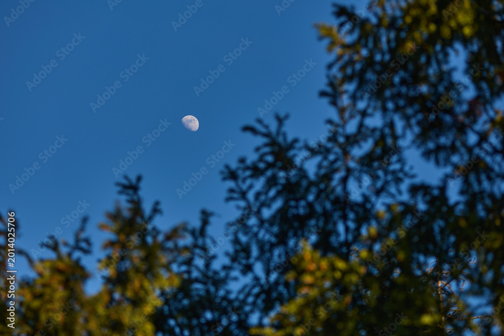 Fototapeta premium Waxing gibbous Moon with tree silhouettes on a daylight blue sky.