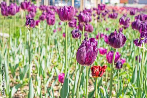 Foto Blooming purple tulip buds in the city on a hot day