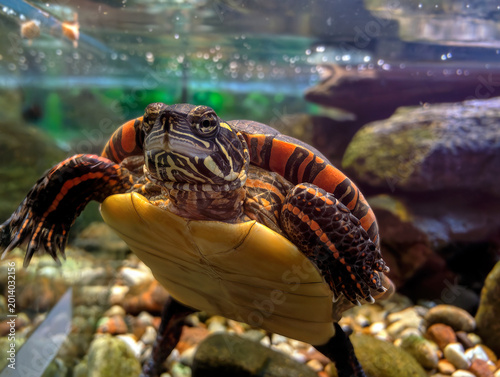 Foto Red-eared slider turtle swimming in aquarium tank, closeup underwater view