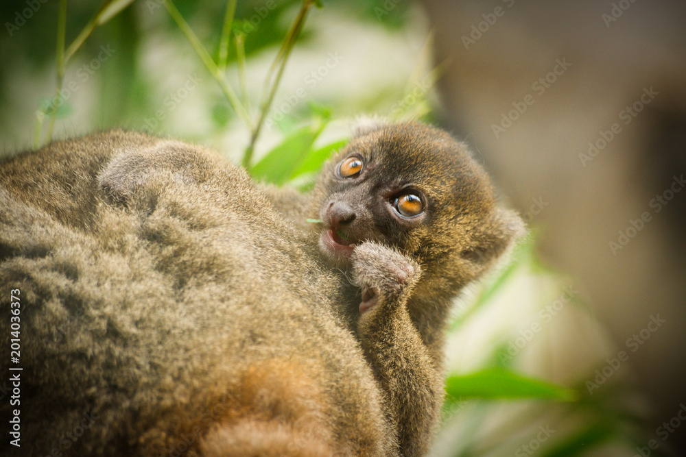 Naklejka premium Portrait of a cute bamboo lemur baby sitting on its mother's back and eating bamboo | Prolemur simus