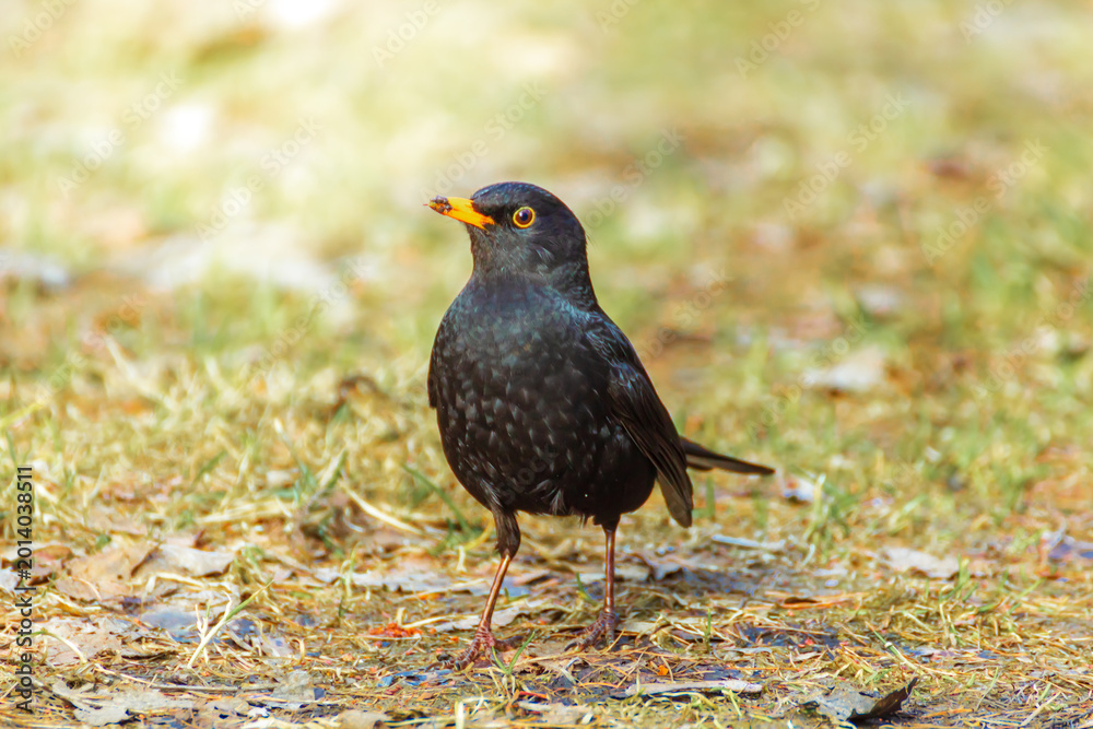 Fototapeta premium Blackbird on the grass in a spring park.