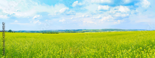 Foto Cultivation of forage crops on the field.