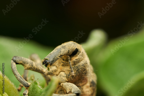 Macro wildlife detail of weevil on fresh foliage