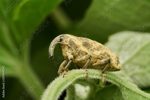 Light brown weevil resting on vibrant green leaf