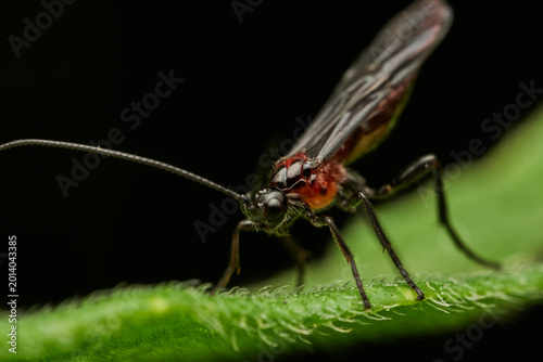 Black winged insect with red body on green leaf