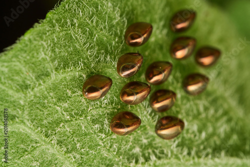 Macro detail of golden insect eggs in nature