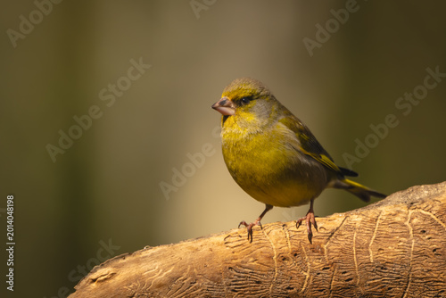 Quadro em tela European greenfinch with catchlight on dead log