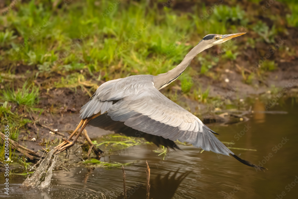 Fototapeta premium Grey heron takes off splashing from lake