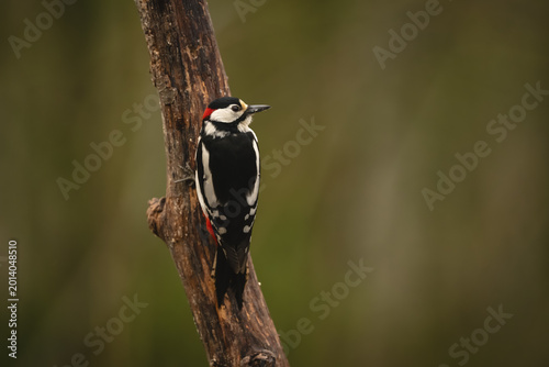 Photography Great spotted woodpecker turns head on branch